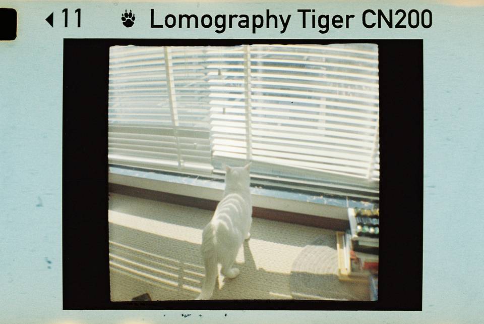 © 炉膛 | Diana Byby 110 胶片相机 &amp; Lomography Color Tiger 200 彩色负片