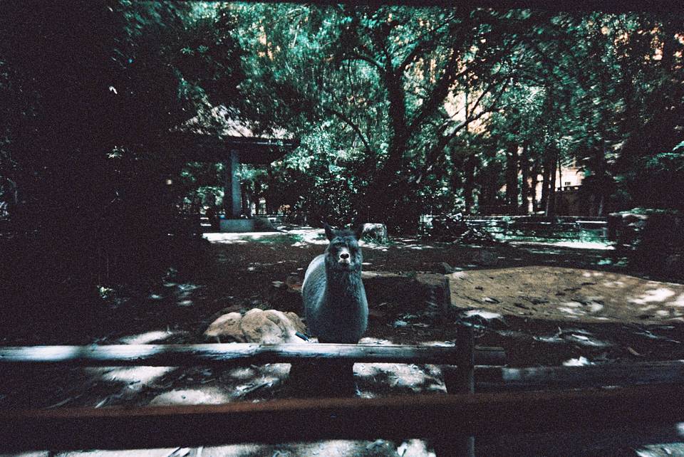 LomoApparat 21mm 阿帕赫超广角胶片相机 + LomoChrome Turquoise XR 100-400 135 绿松石胶卷