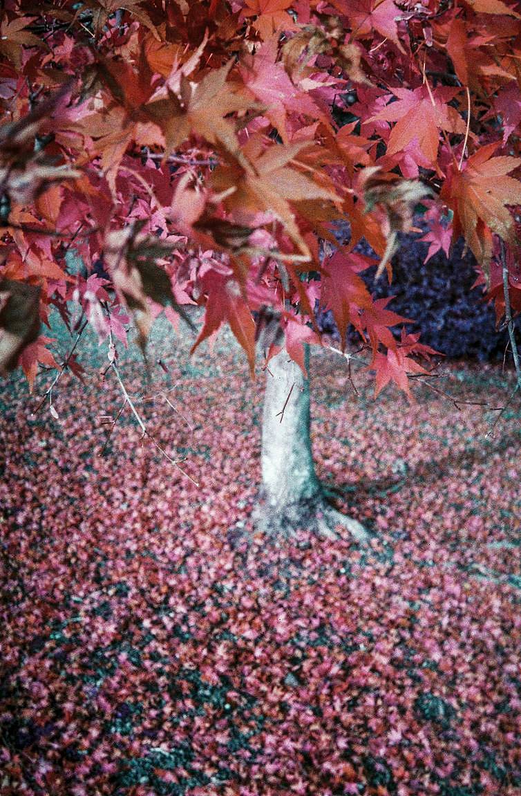 Camera:  Lomo MC-A 135 全自动随拍胶片相机 | Film: LomoChrome Color '92 ISO 400 135 日落版 &amp; LomoChrome Purple ISO 100–400 135 紫调负片