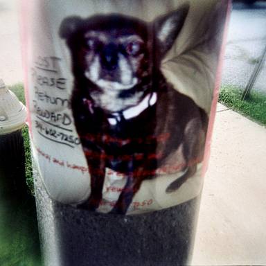 blue-dog