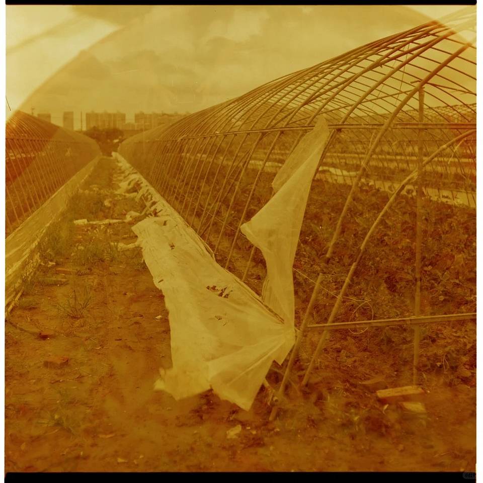 由王可艾使用 Lomography Redscale 红调负片胶卷拍摄