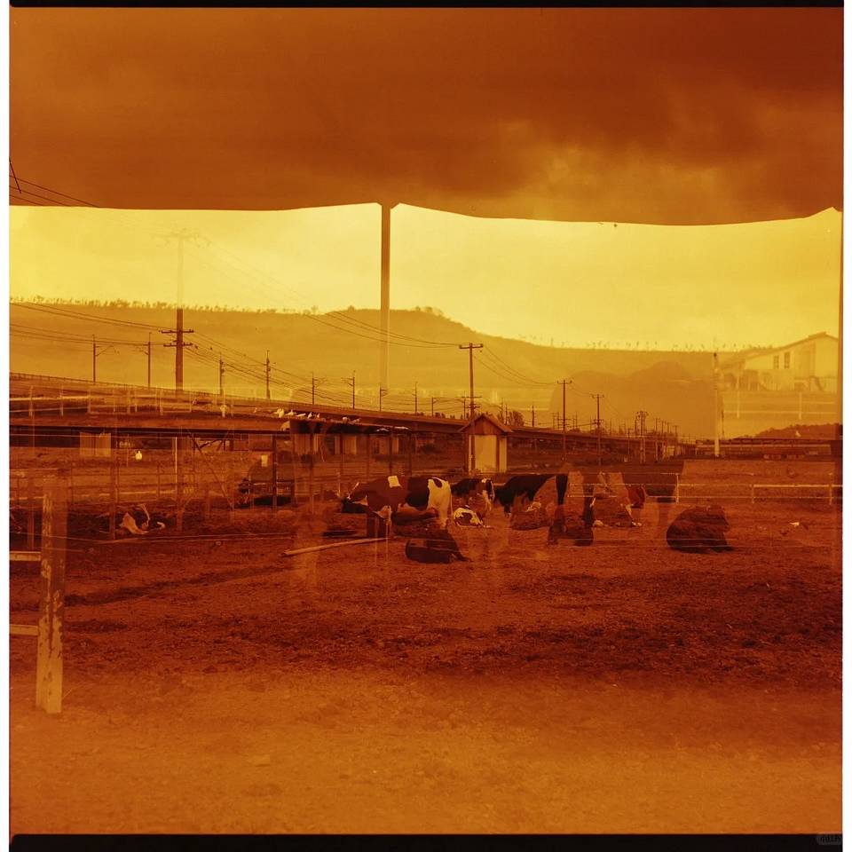 由王可艾使用 Lomography Redscale 红调负片胶卷拍摄