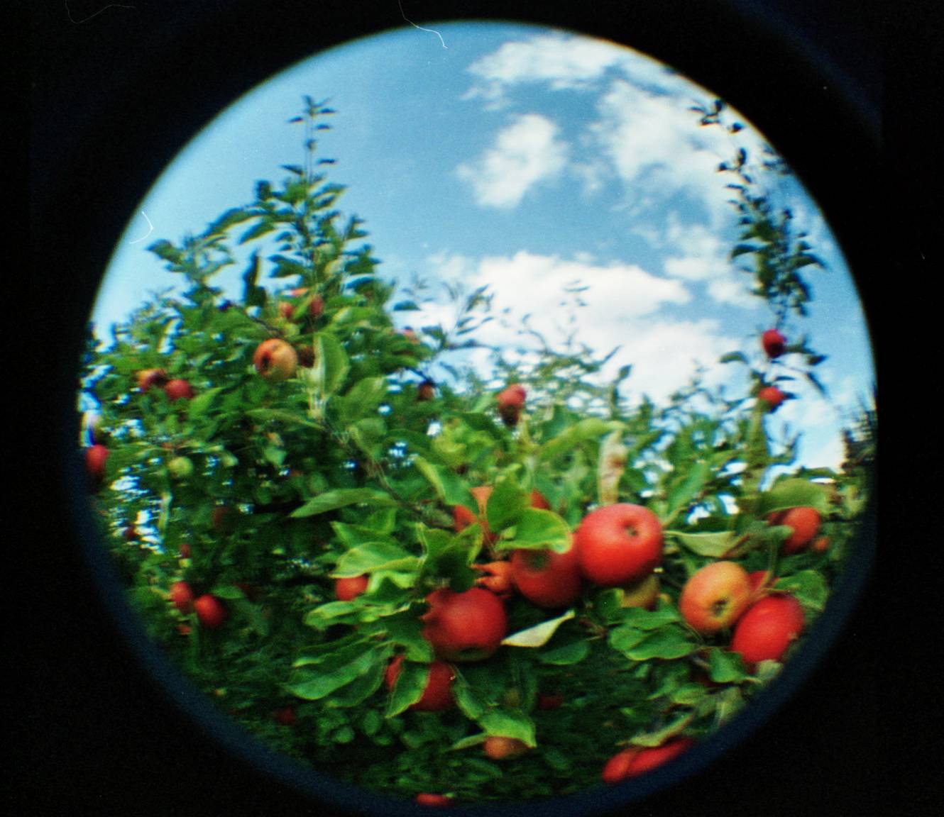 【レア】Lomo Diana mini ホワイト．グリーン　レザーケース付き レア】Lomo Diana mini ホワイト．グリーン レザーケース付き 白と