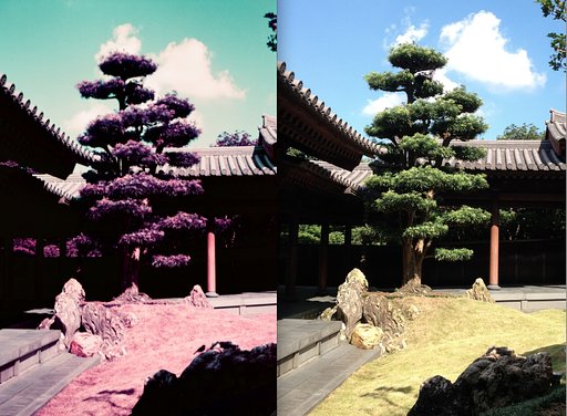 LomoChrome Purple XR: How to Get that Purple