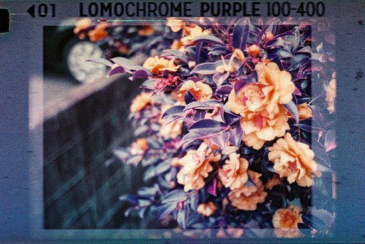 Meet the Complete Lomography 110 Film Range 