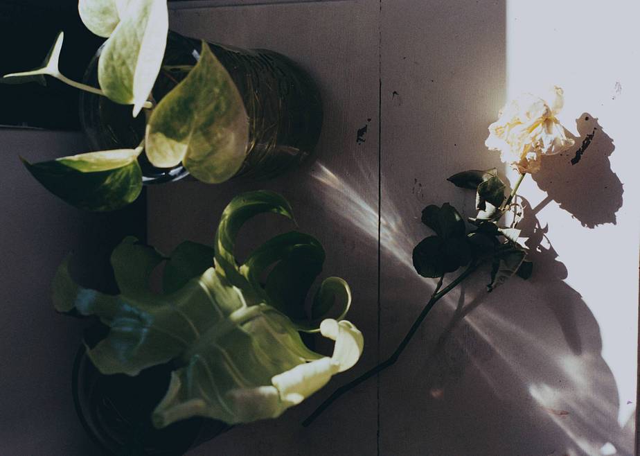 Credits: refiksancar, mariaclaratoresani, polyerrata, littlemee, takedao0131, mantozauras, fufoo
