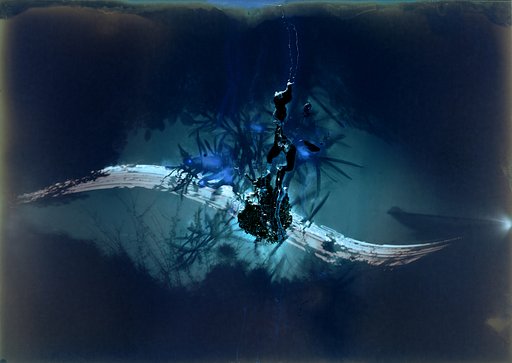 The Bloom of Possible Worlds: Jenny Tomlin on Her Alternative Photography Practice