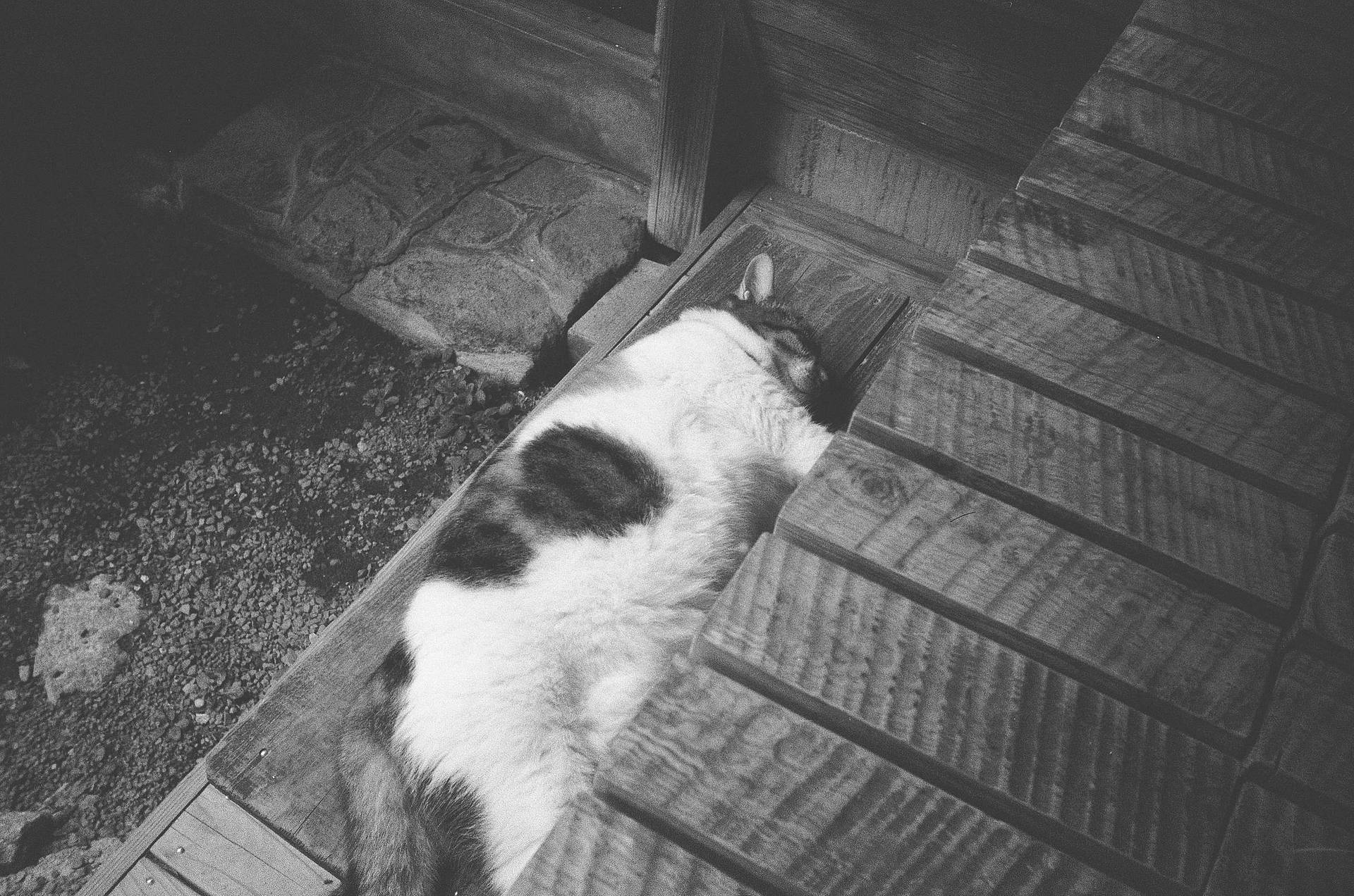 Photos by Misa Imai | Lomo MC-A 135 全自动随拍胶片相机 | Lomography B&amp;W Lady Grey ISO 100 135 黑白胶卷