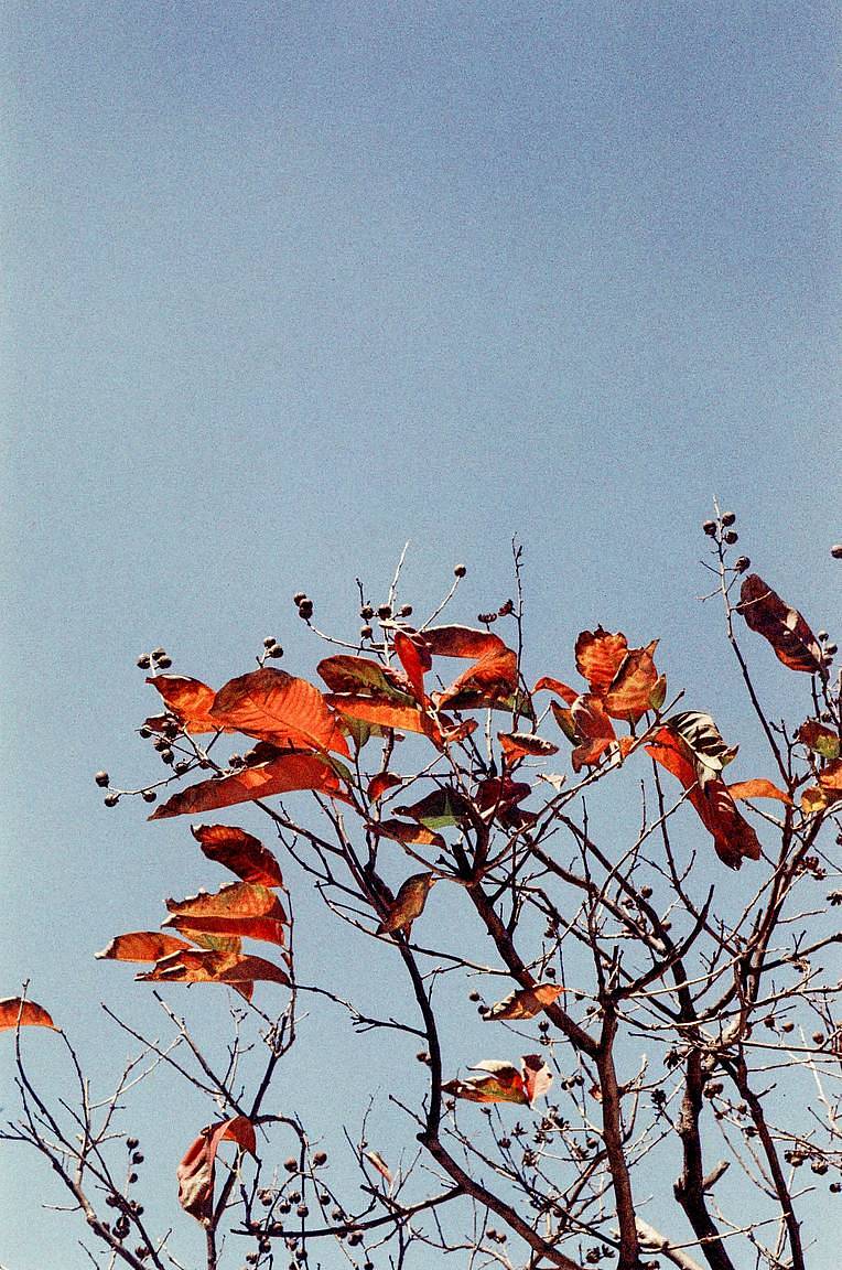 © Abbie | LomoChrome Color '92 日落版彩色负片