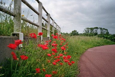 Camera: Nikon Lite Touch Zoom 110s AF · Lomography