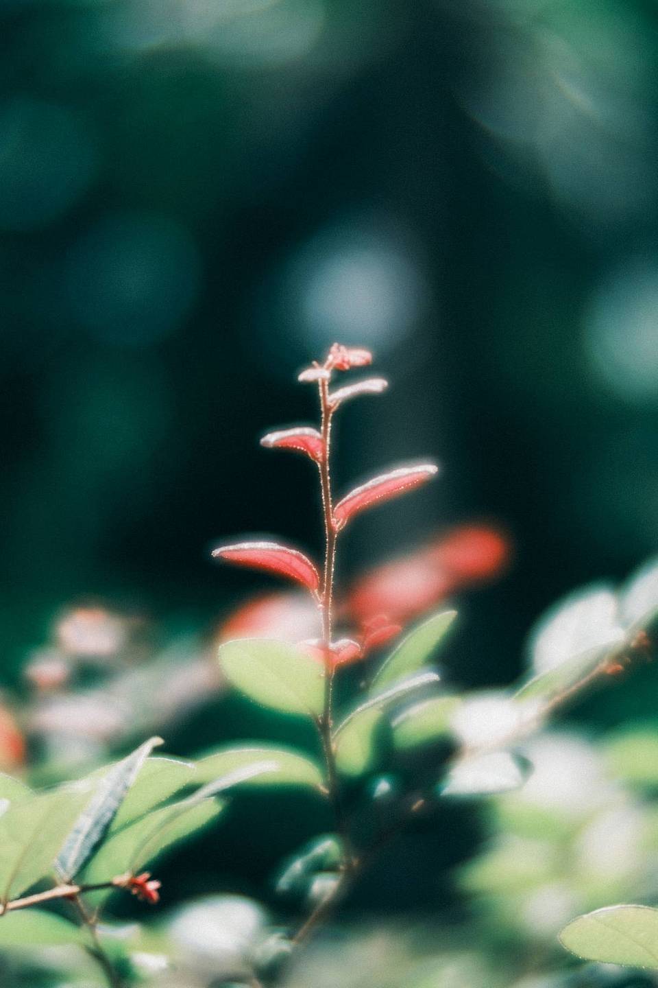 © libra_wong_ch | Daguerreotype Achromat 2.9/64 柔焦镜头