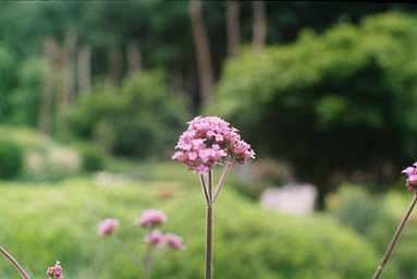 Lens: Yashica Yashinon-DX 50mm f1.4 · Lomography