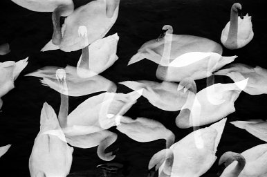 Lens: Canon zoom EF 35-80mm 1:4-5.6 · Lomography