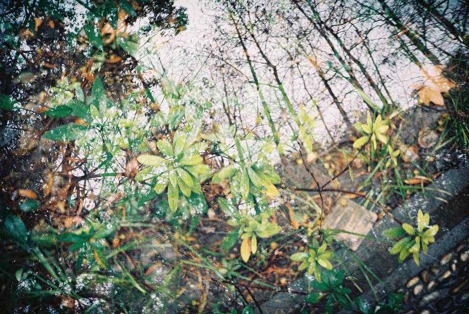 © 杨欣怡 | 使用 Lomo MC-A 135 全自动随拍胶片相机 - 经典银 &amp; LomoChrome Classicolor ISO 200 135 经典版彩色负片 拍摄