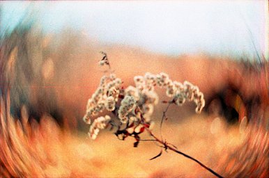 Lens: New Petzval 58 Bokeh Control Art Lens · Lomography