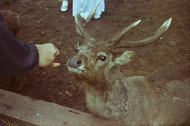 Camera: Nikon Lite Touch Zoom 110s · Lomography