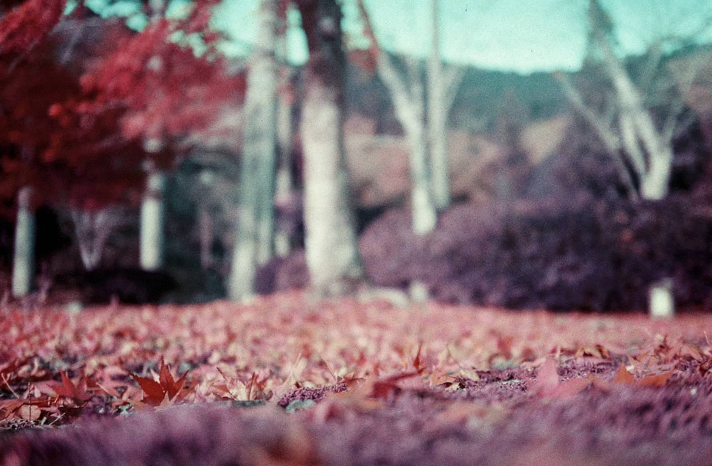 Camera: Lomo MC-A 135 全自动随拍胶片相机 | Film:  LomoChrome Purple ISO 100–400 135 紫调负片