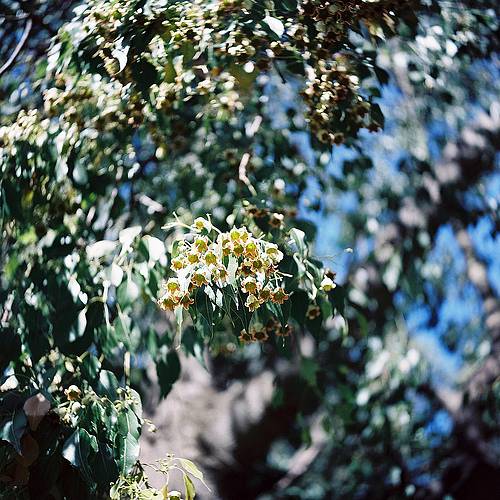 Kodak Portra 100T · Lomography Kodak Portra 100T · Lomography