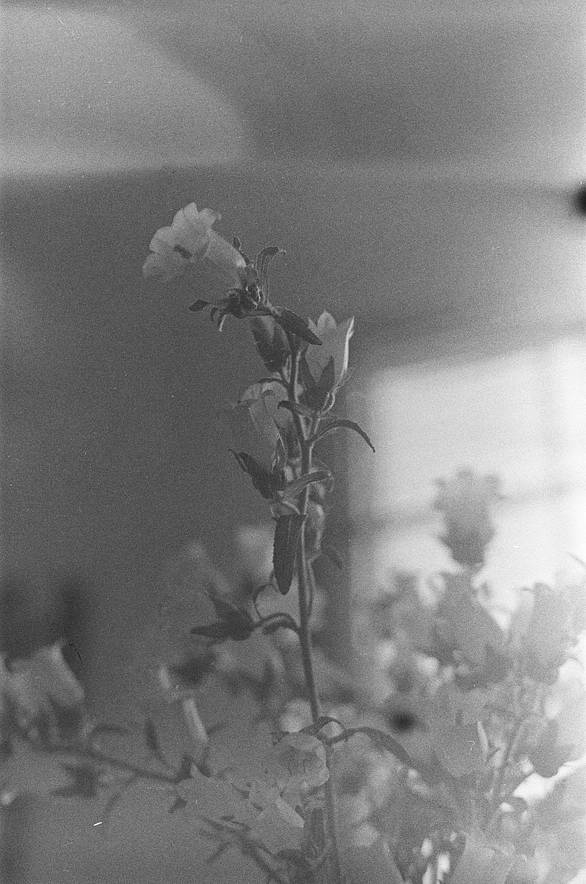 © 炉膛 |  Lomography B&amp;W ISO 400 Berlin Kino 135 柏林电影黑白胶卷