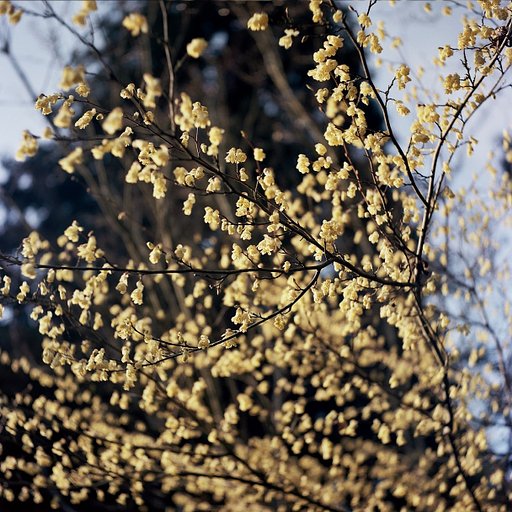 Testing a Yashica TLR Camera After 55 Years in Storage