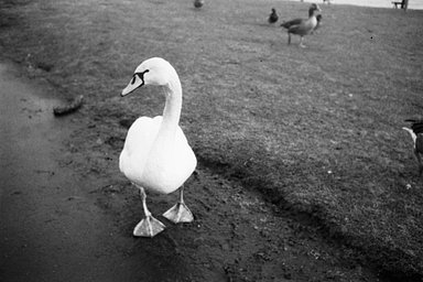 カメラ: Fujica Compact 35 · Lomography