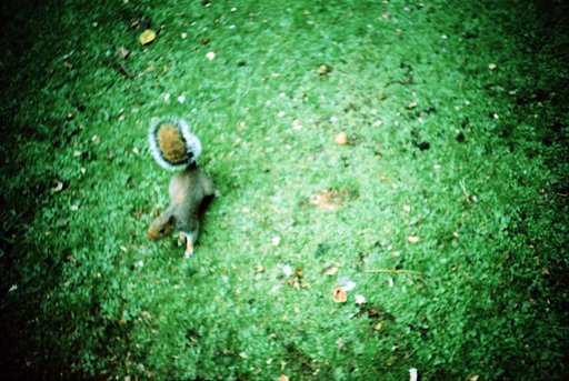 Squirrel Attack at St. James Park