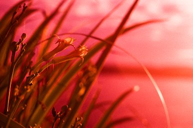 Film: expired fujichrome T64 tungsten, cross-processed · Lomography