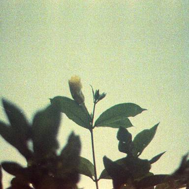 lucilaca