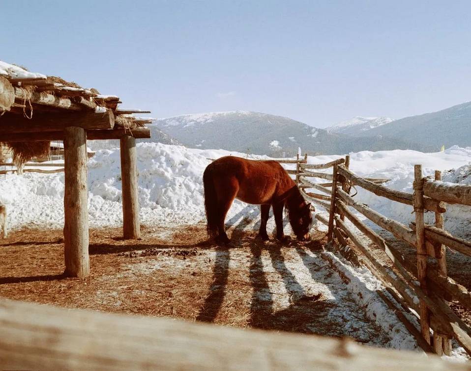 使用 Lomography 彩色负片 ISO400 胶卷拍摄