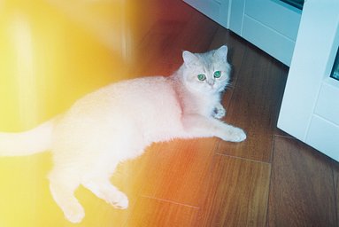 カメラ: Olympus AF-1 · Lomography