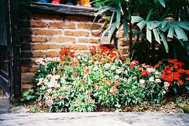フィルム: Fuji super G ACE 400（过期12年） · Lomography