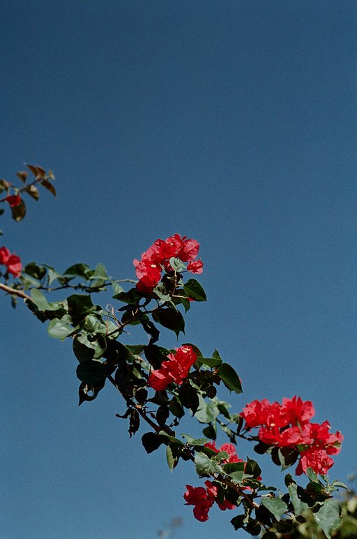 First Impressions of the LomoChrome Classicolor ISO 200 with Max from Analog Insights