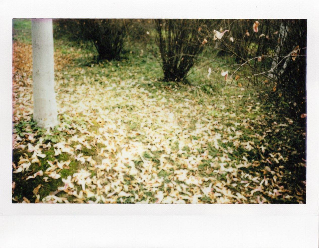 © 星星 | 使用 Lomo'Instant Wide Glass 宽幅玻璃镜头拍立得相机 拍摄