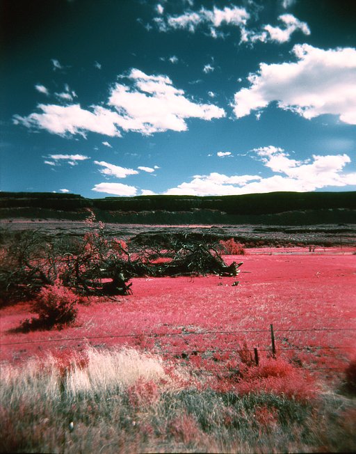 Awesome Albums: EIR Aerochrome Color Infrared 120 and the Holga by kimo