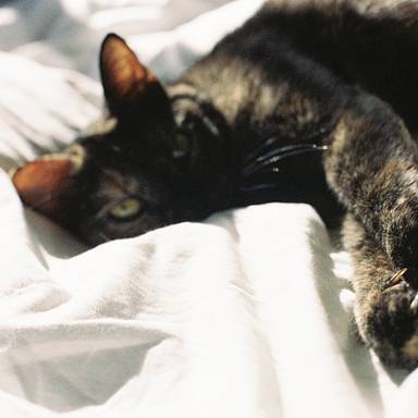 jazzmocat