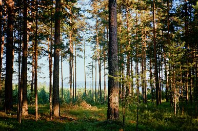 カメラ: Kyocera TD · Lomography