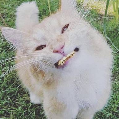 bowow