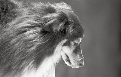 Lens: Nikkor 135mm f2.8 · Lomography