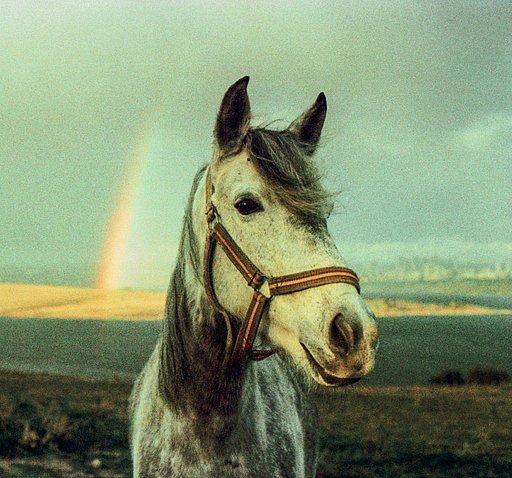 Shot With Love: Film and Horses by Delal Yıldız