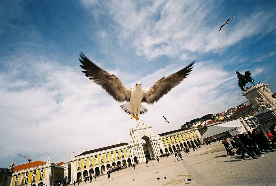 Credits: yellowplusstar、grainreign、panos_nakoudis、fralgeri、wokudu、robertofiuza和bloomchen