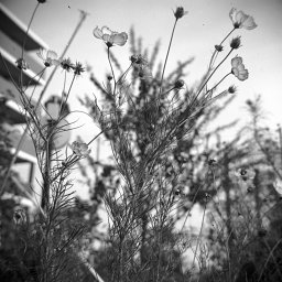 Voigtlander Perkeo I - Vaskar 4.5/80 — f22 · Lomography