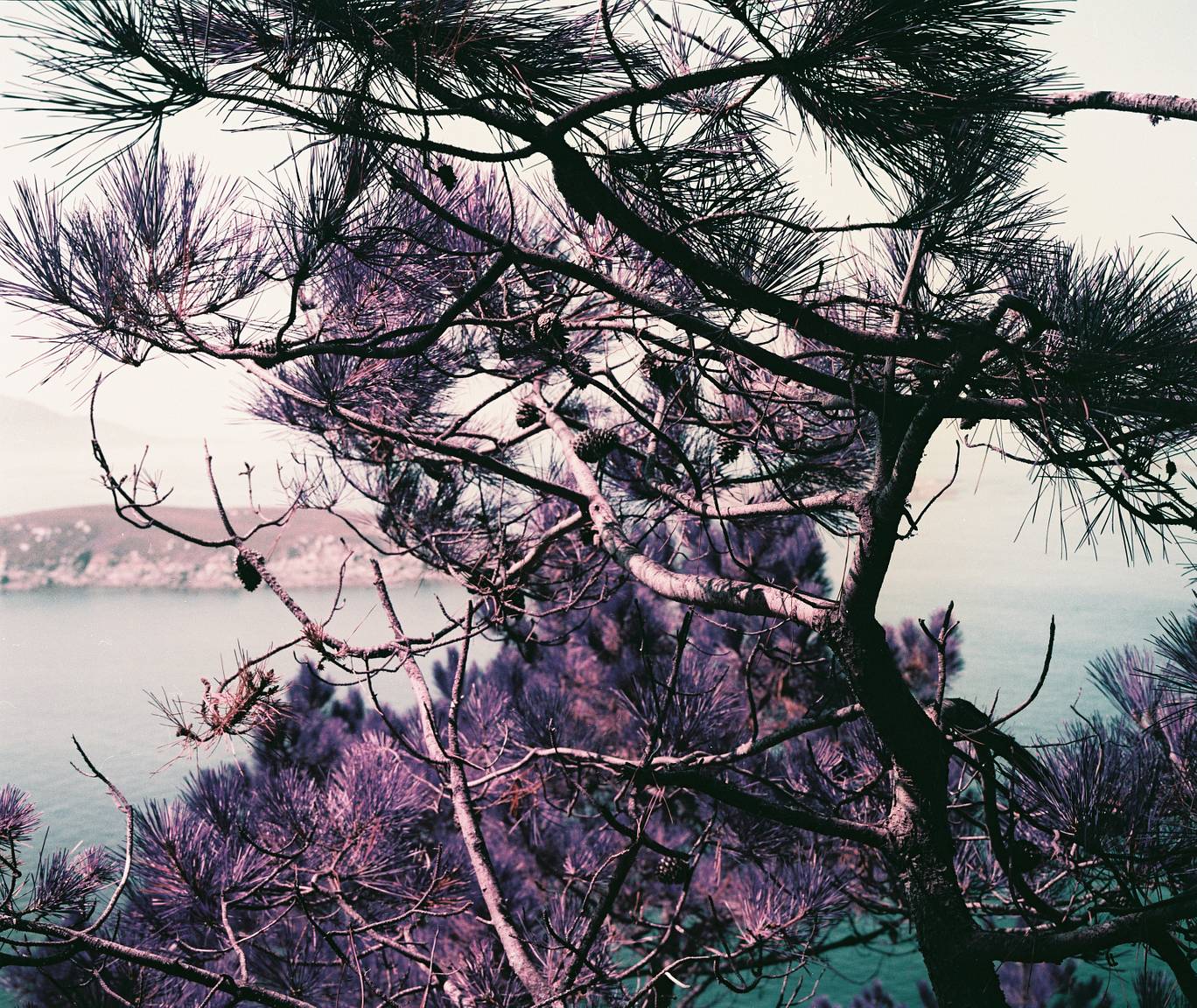 Carla Andrade Explores Nature on LomoChrome Purple and · Lomography