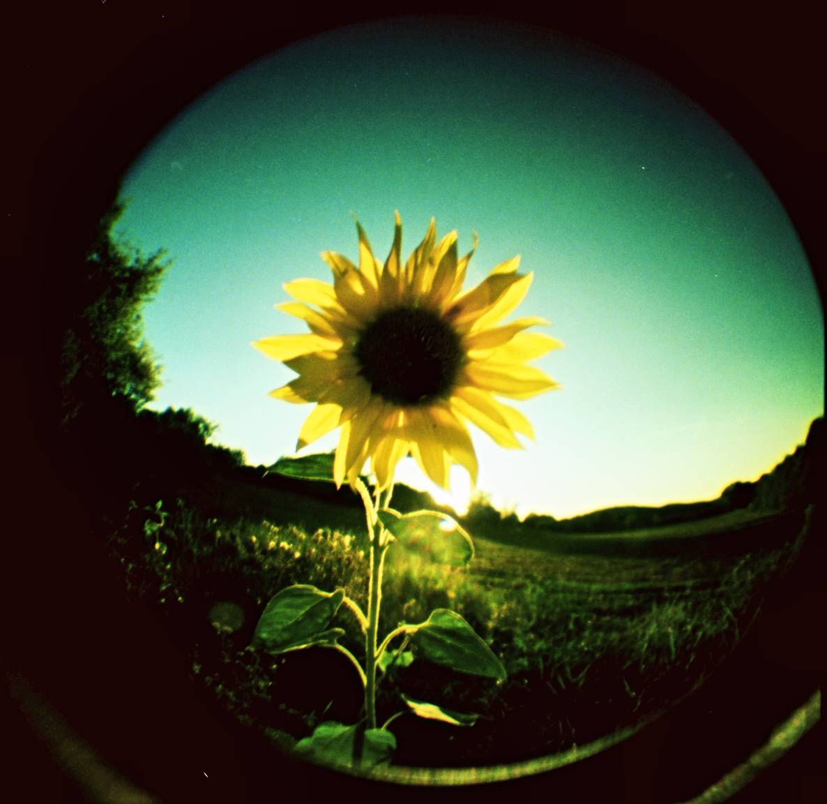 Diana Mini: ハーフサイズだけど2倍の楽しみ · Lomography