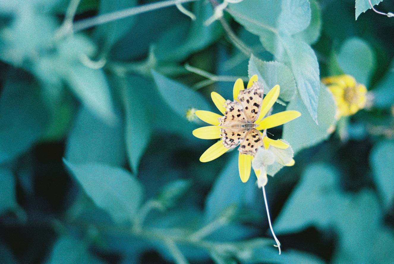 ©富貴 Faust ｜模特：符枭｜ LomoChrome Classicolor ISO 200 135 经典版彩色负片