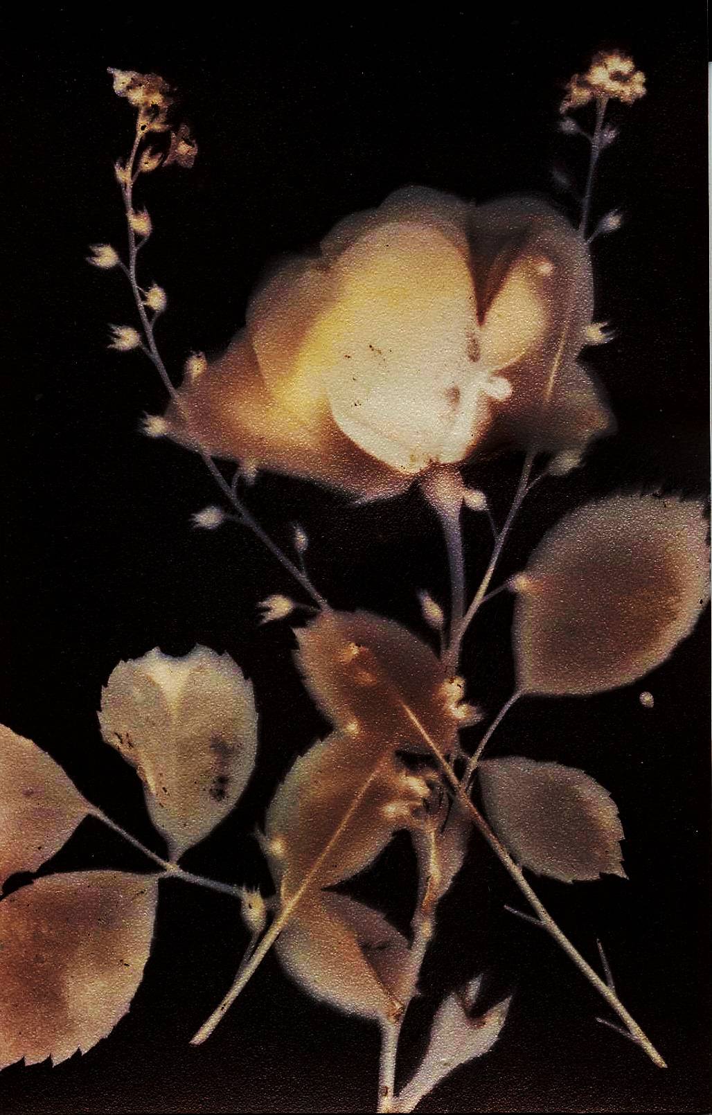 Credits: lomodesbrop