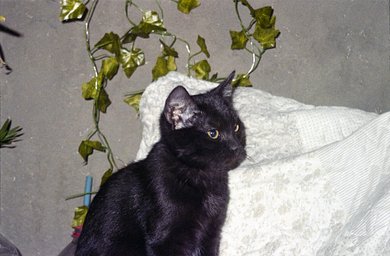 Camera: nikon lite touch zoom 100W · Lomography