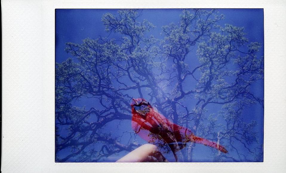 Photos by grad, kumiko_hisa, moochie_lomo and azikad