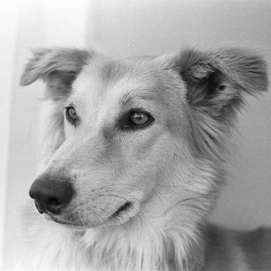 zuiko