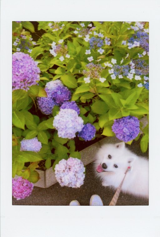Diana F+ Instant Camera：インスタントの素晴らしい写真 · Lomography