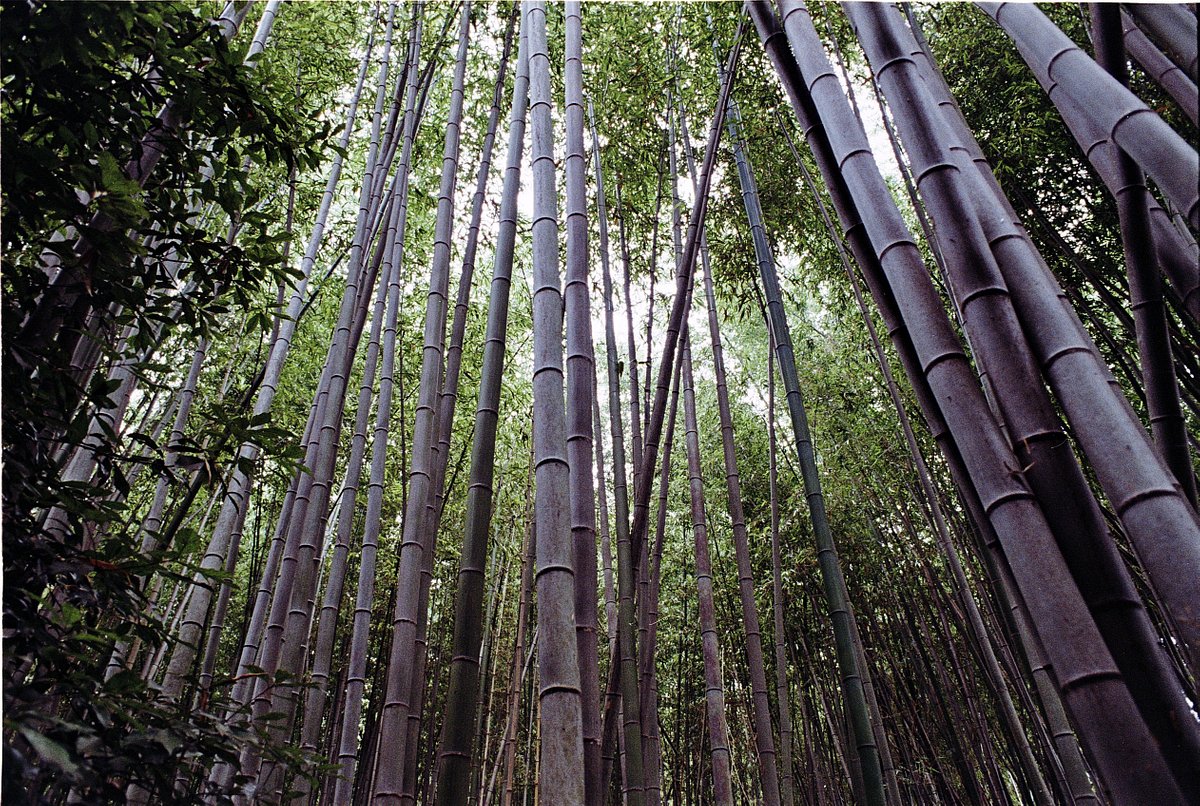 Lens: Minolta AF 24 mm 1:2.8 · Lomography